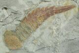 Two Aglaspid (Tremaglaspis) Fossils With Marrellomorphs (Furca) #350857-3